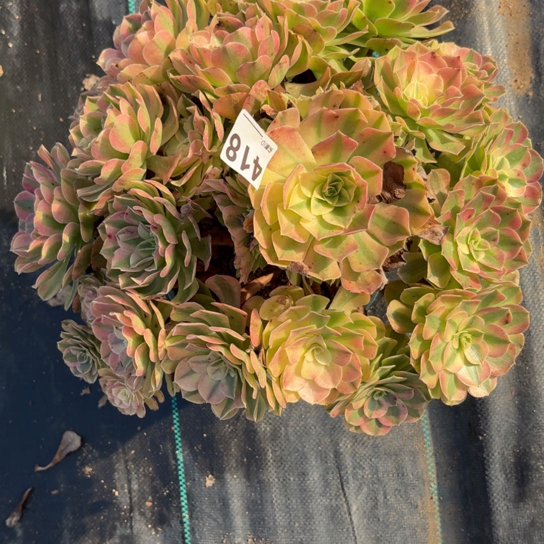 418巨无霸雨河福利特价多肉植物