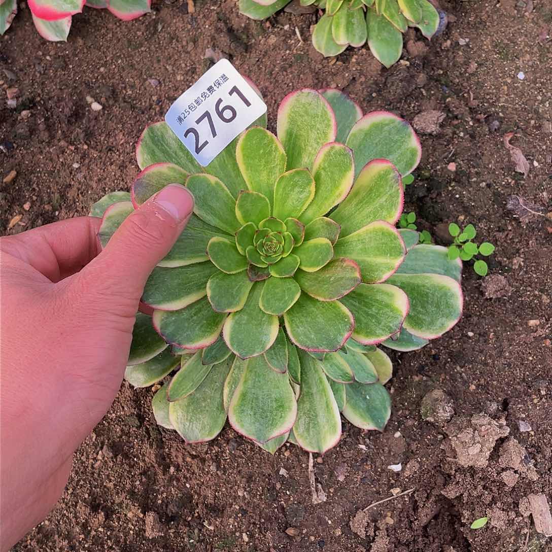 2761半夏多肉植物