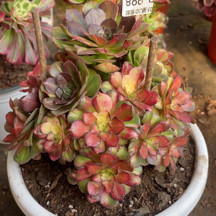 998龙鳞多肉1234567891234567899