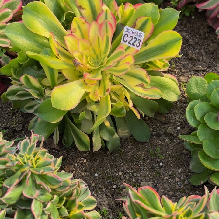 223多肉植物一物一拍