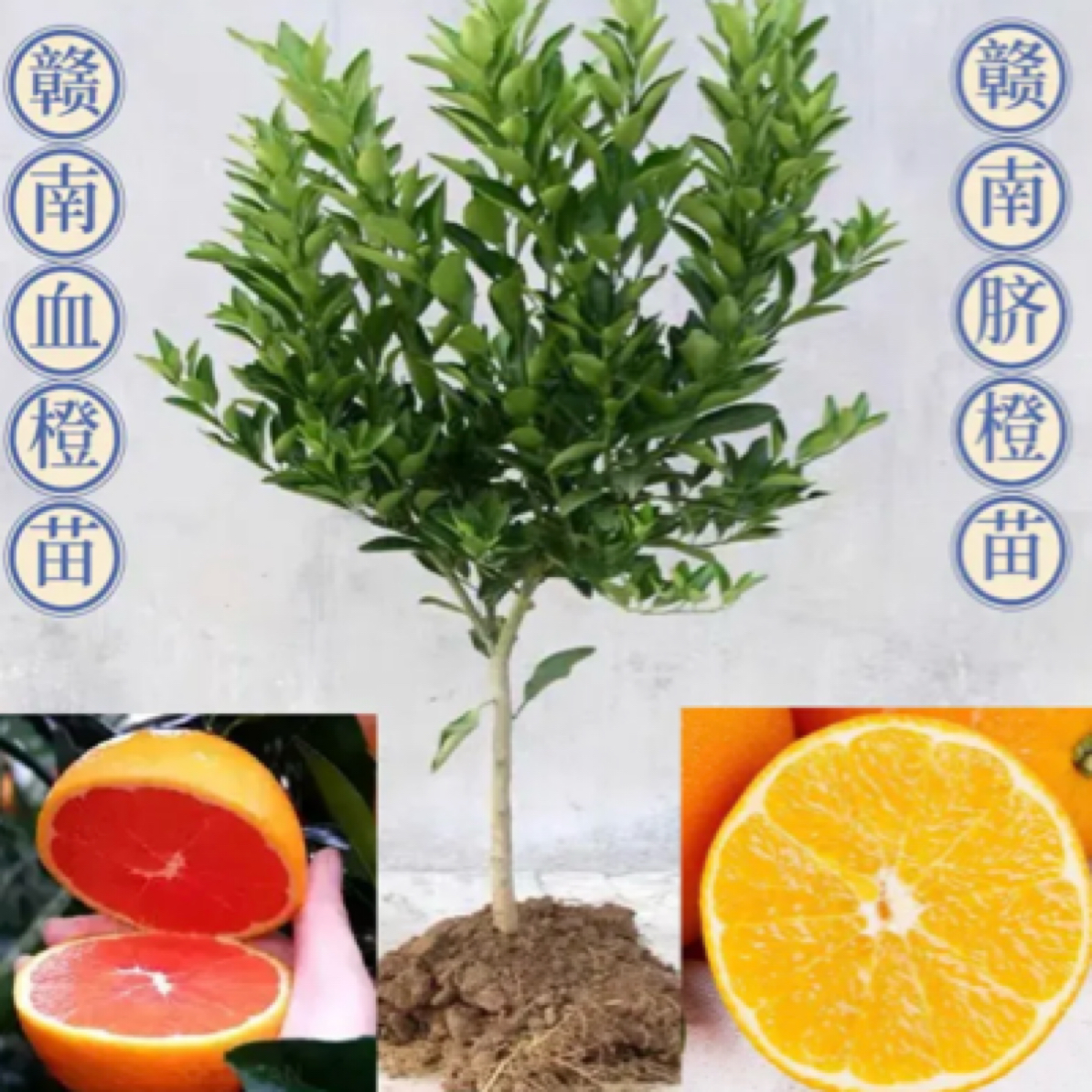 （带土发货）江西正宗赣南脐橙/血橙分支苗根系发达