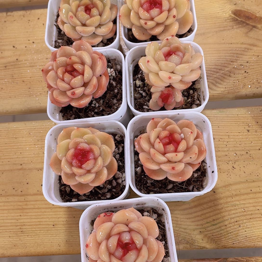 337号 开播福利全状态琴心珍妮2个