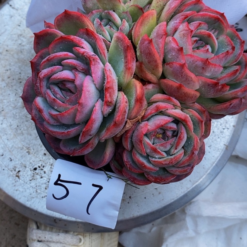 【闪购商品】虞***?多肉植物