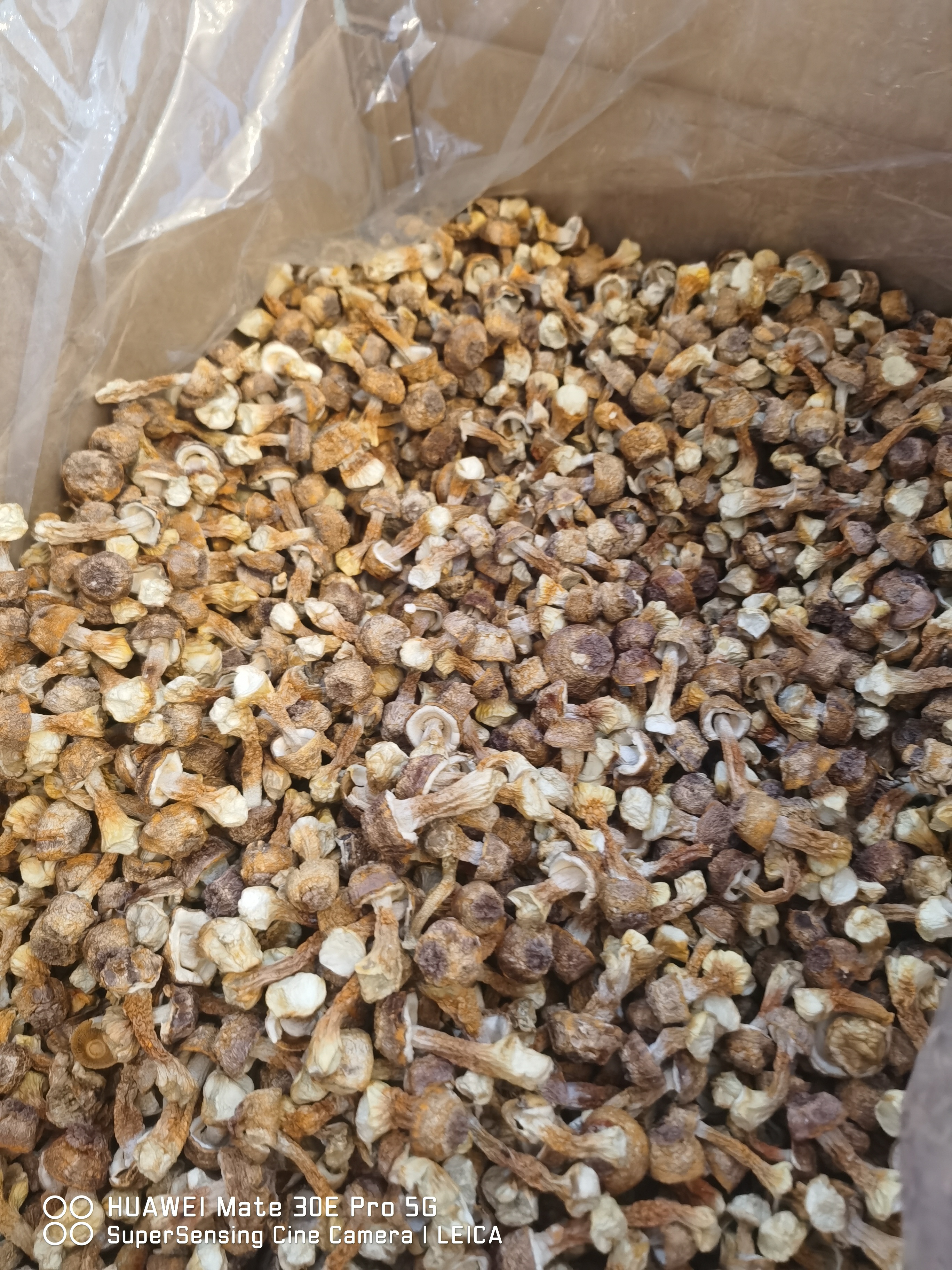 大小姐推荐云南姬松茸松茸菌巴西菇松茸菇菌菇干货