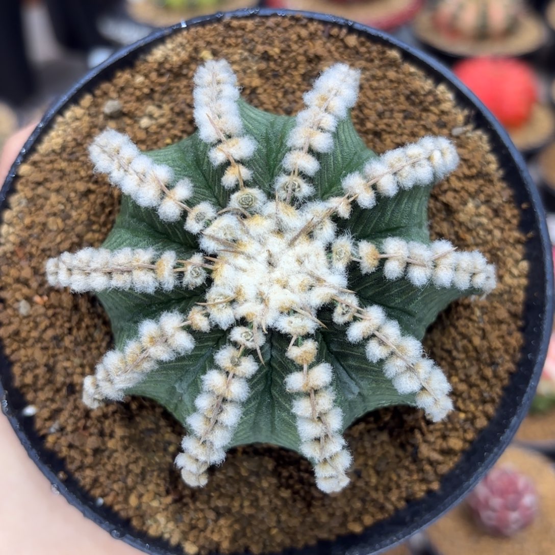 8,3cm全腹棱高绒肋骨 福利