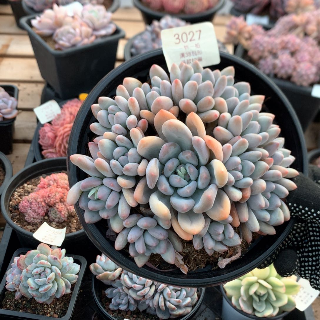 16厘米13香水手捧多肉3027