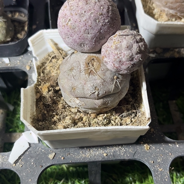 米奇习志野zzzzzzzzz