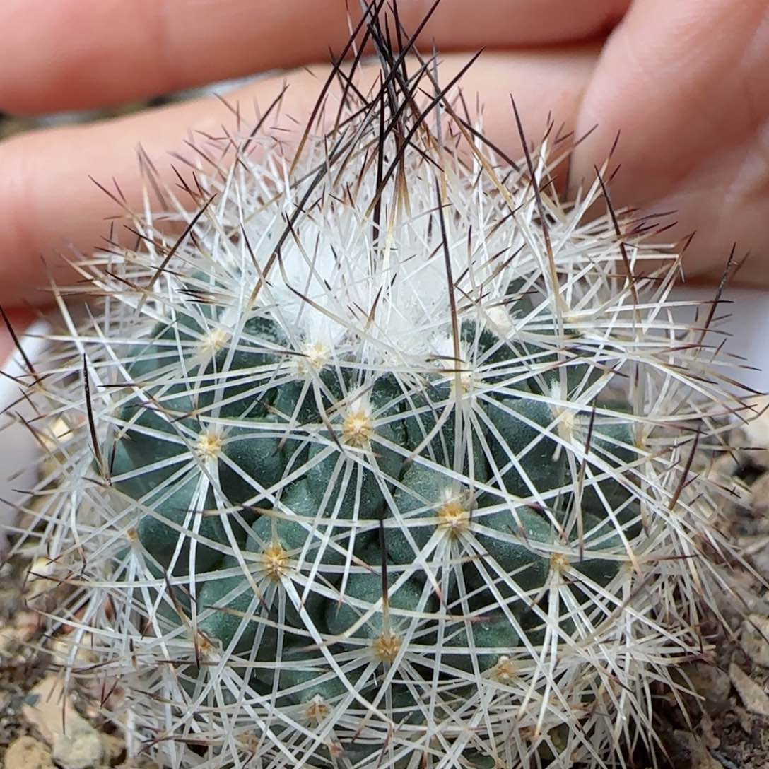 实生白琅多肉00000