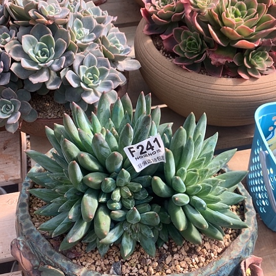 重楼大群241 亏本处理7-8天发货