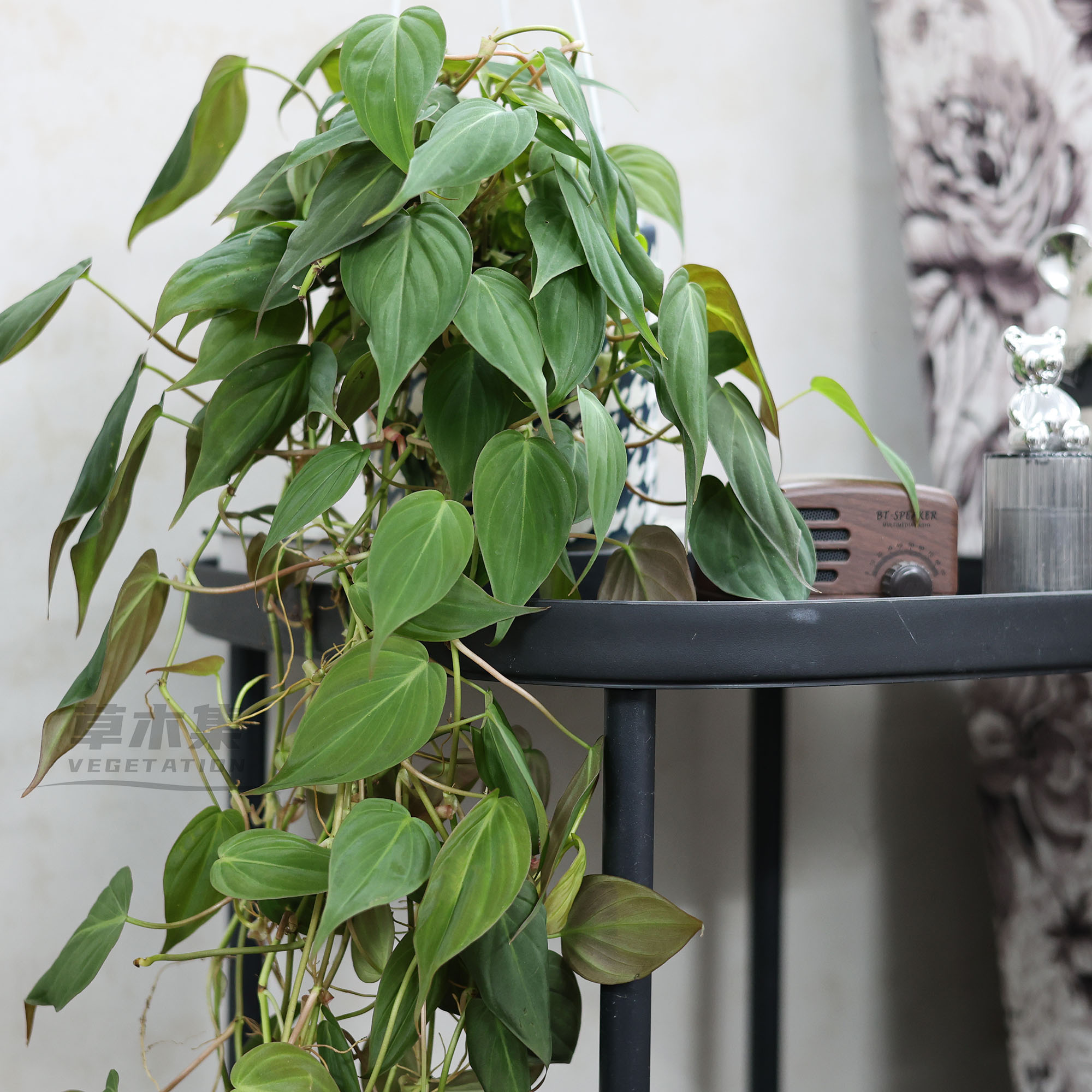 《草木集｜云母蔓绿绒》心叶闪烁如星屑坠入绿绸，光影在绒缎起舞。