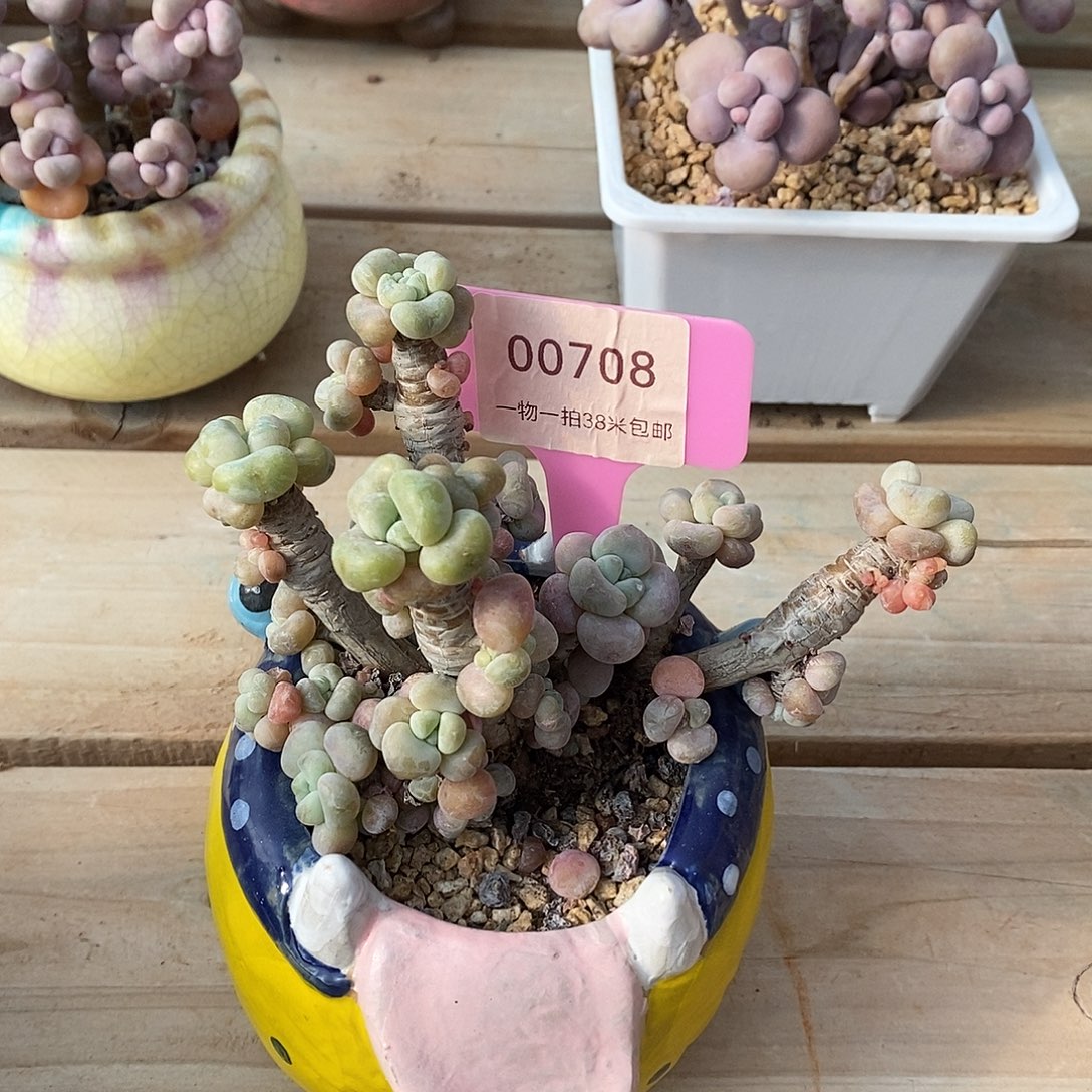 00708凑提琢磨我在