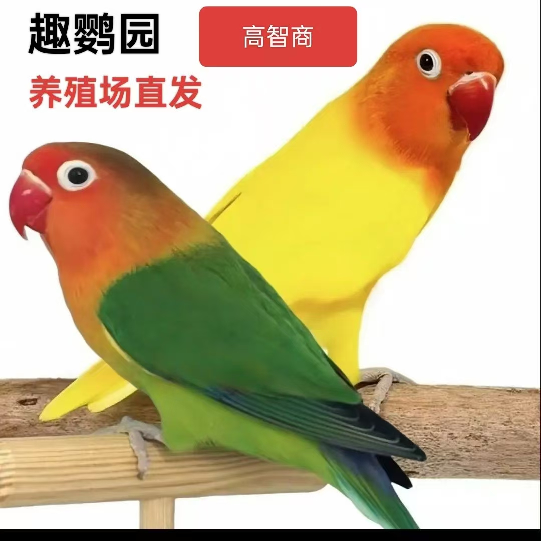 新手大礼包【牡丹鹦鹉+鸟笼+鸟粮+云梯+训鸟盒+放飞绳+训哨】活鸟