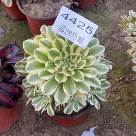 迈巴赫多肉多肉4425