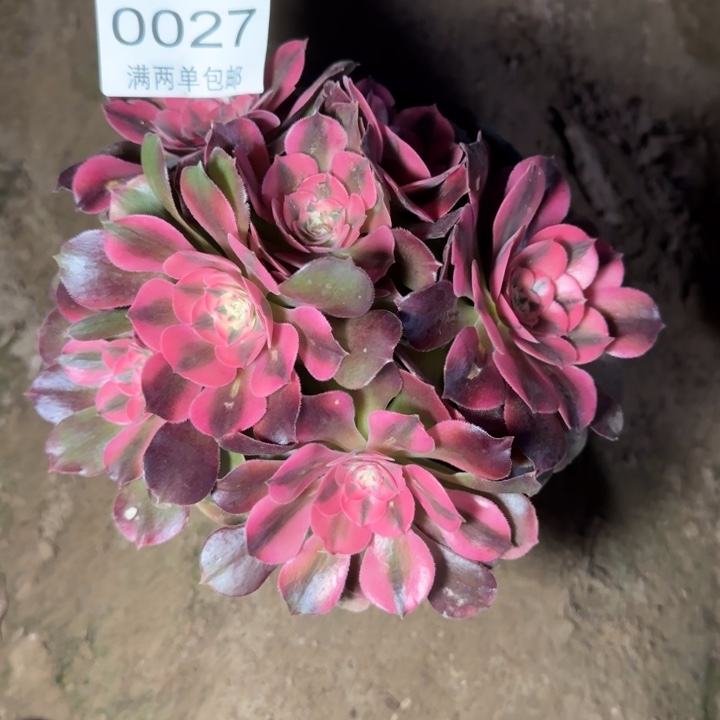 0027香妃多肉植物