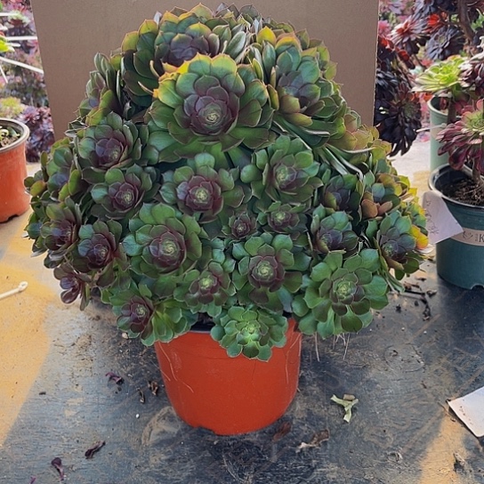 万圣节法师888888