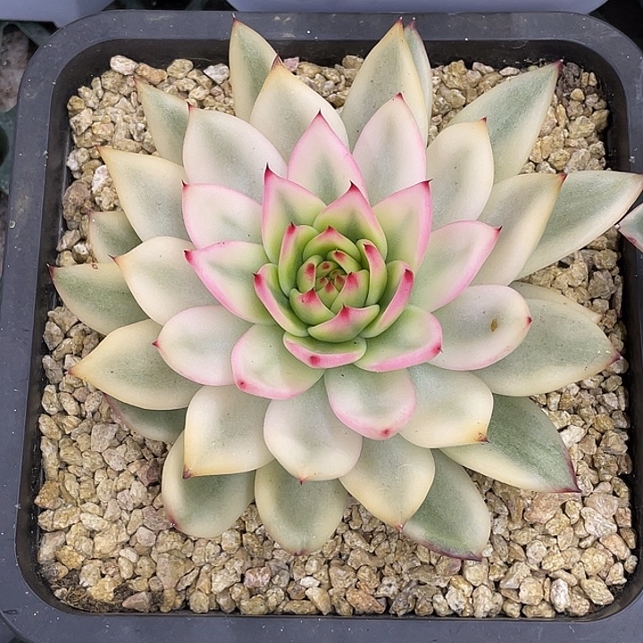 摩根款锦一物一拍锦龙