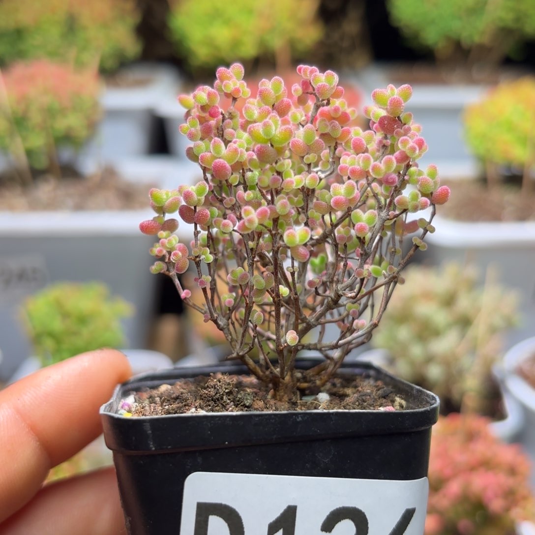 枝干番杏蜜橘D126