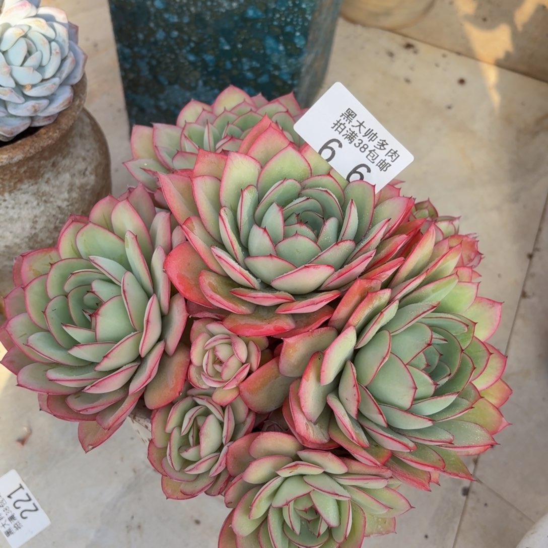 春***英黑大帅多肉66牡丹亭