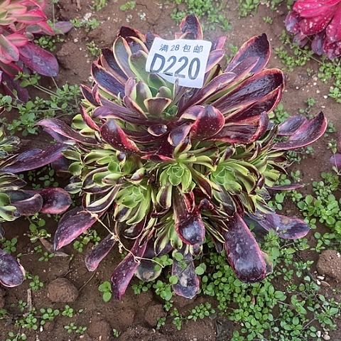 220欧嘉莉不包断枝