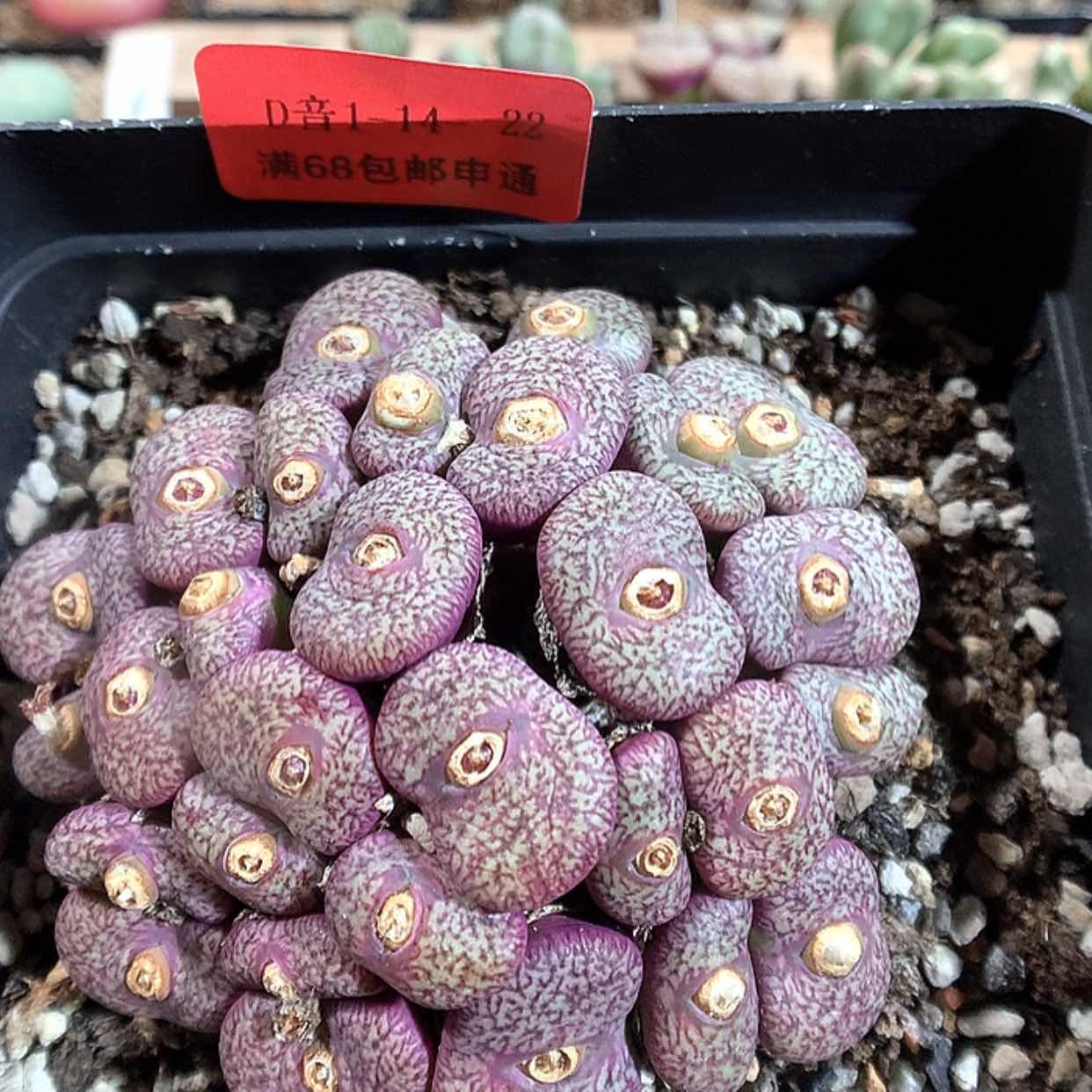 【闪购商品】1-14-22 密纹安贞一群 150