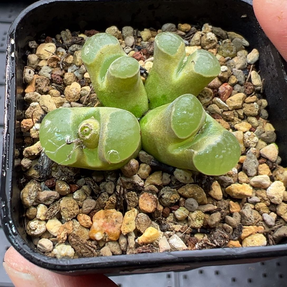 201磁铁群一棵特  