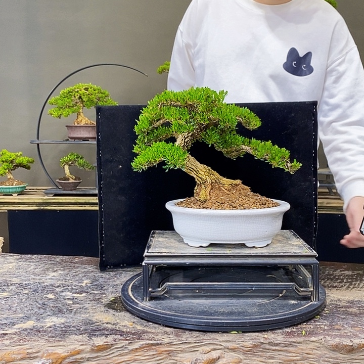 无花朵黄杨盆景四季常青