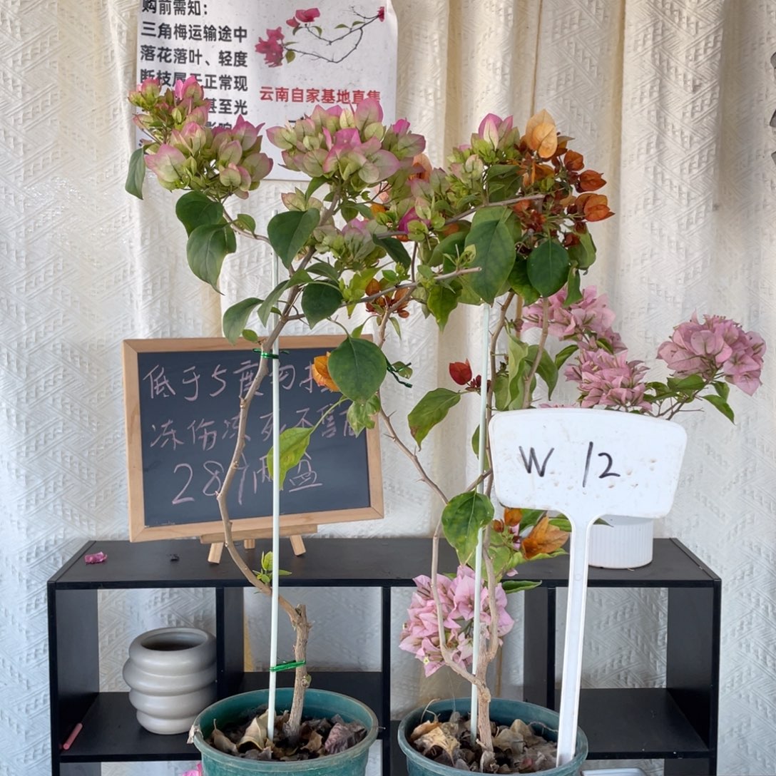 ～***～全部花朵绿樱+日落W12