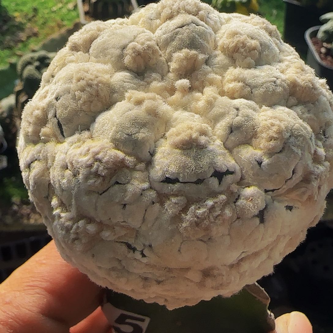 高绒浓白龟甲兜115