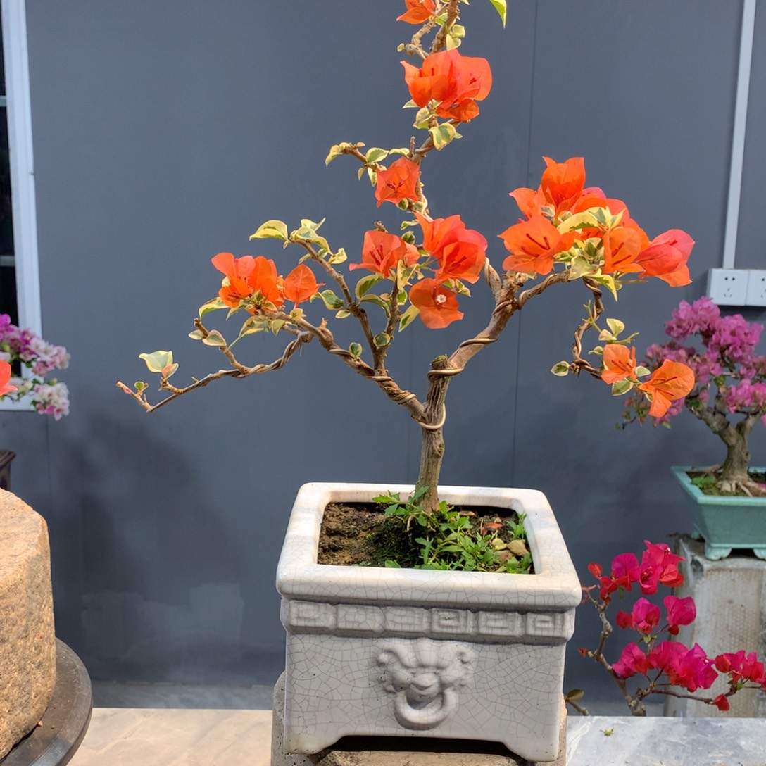 大量花朵（建议范围：8朵-15朵 或40%以上）