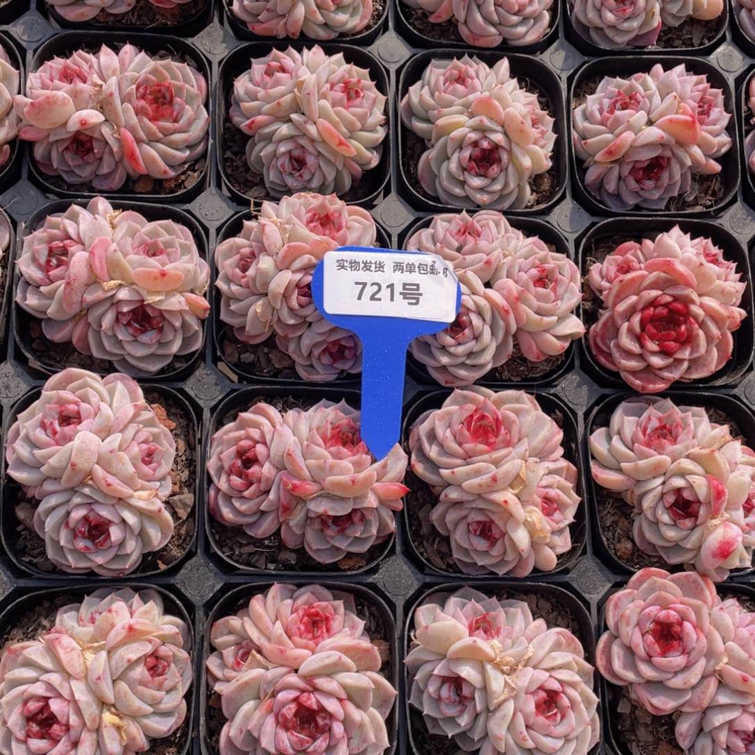 721号红丝绒糖心天鹅绒群生一个