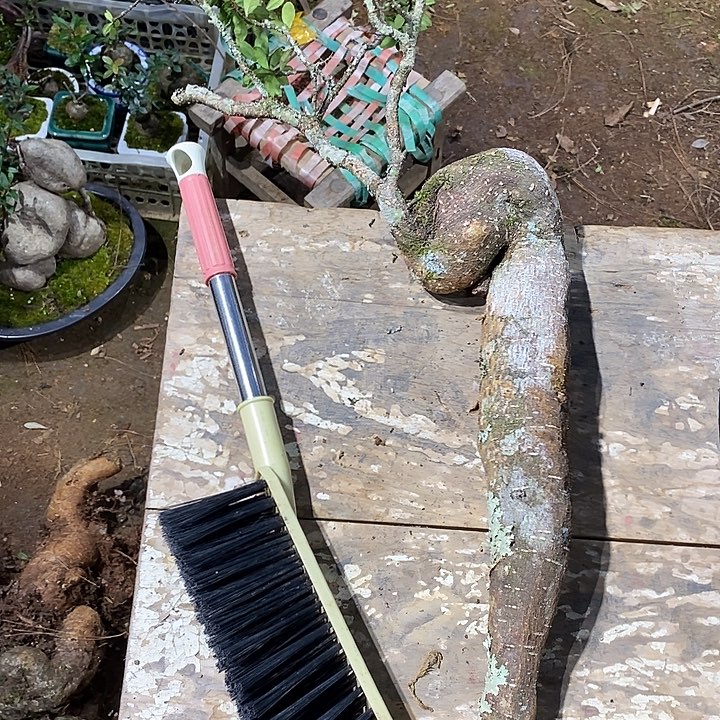 无花朵我们都是好孩子