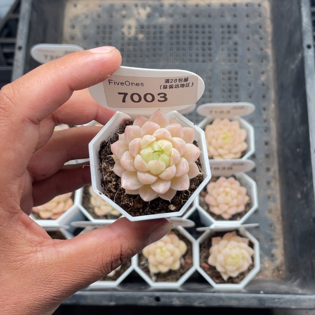 7003 麦秆3.5厘米