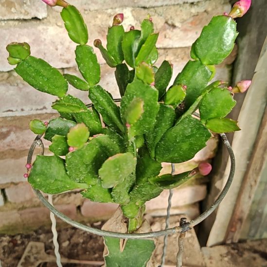 晓***理红桑巴嫁接零度之上包邮299