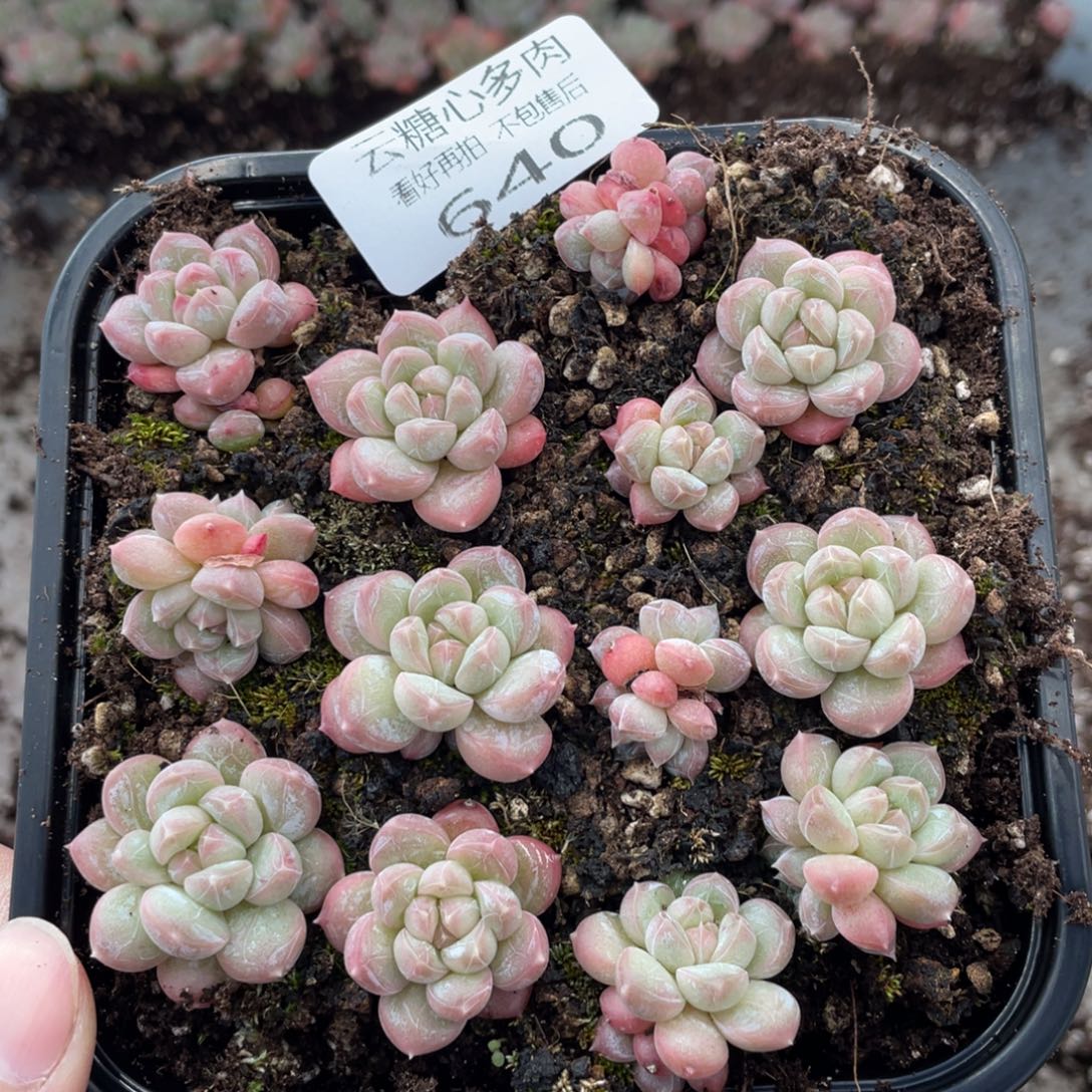 云糖心多肉植物640