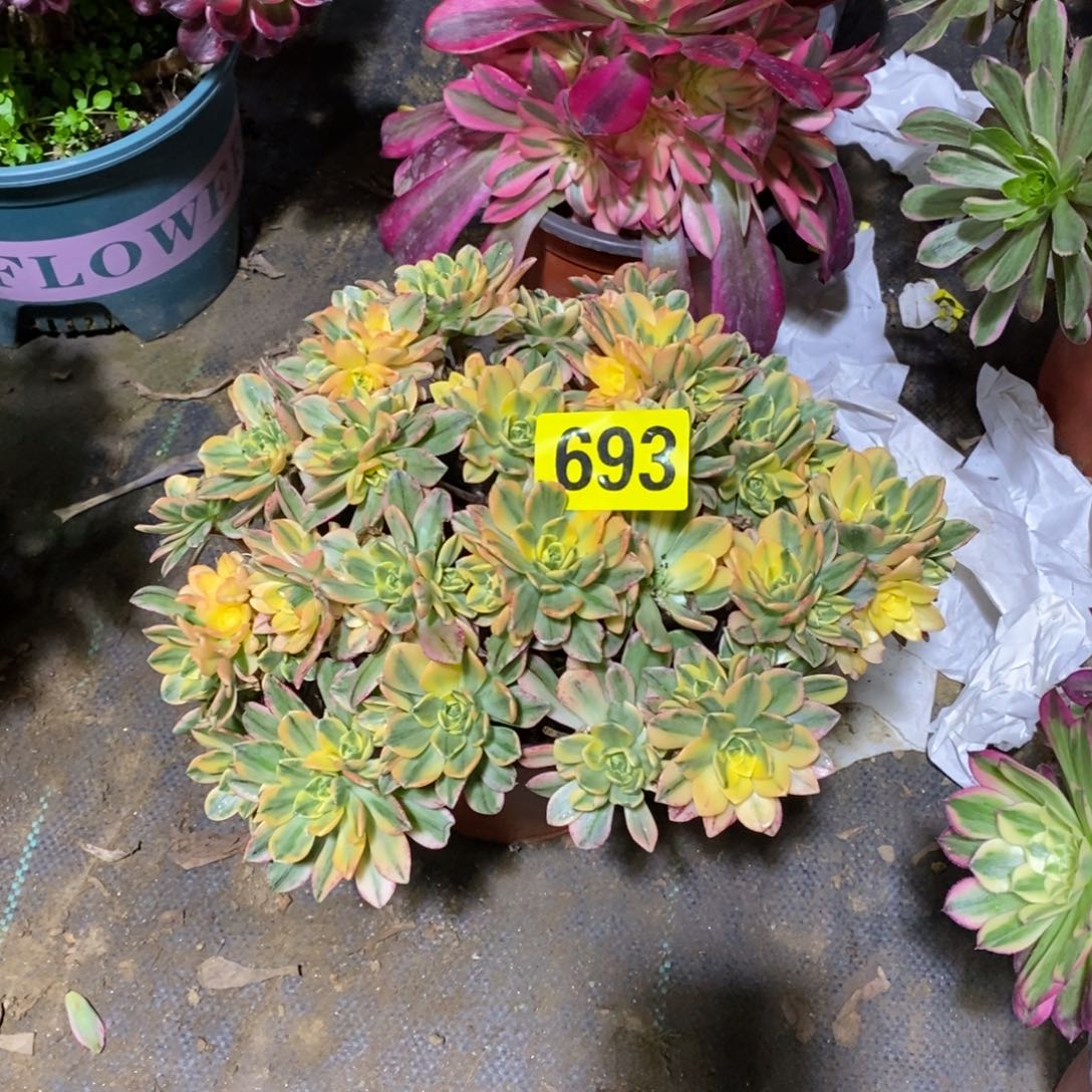 甜茶多肉法师693