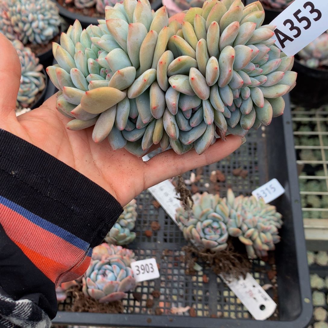 多***台353缀嗯嗯嗯哦你怎么就不能