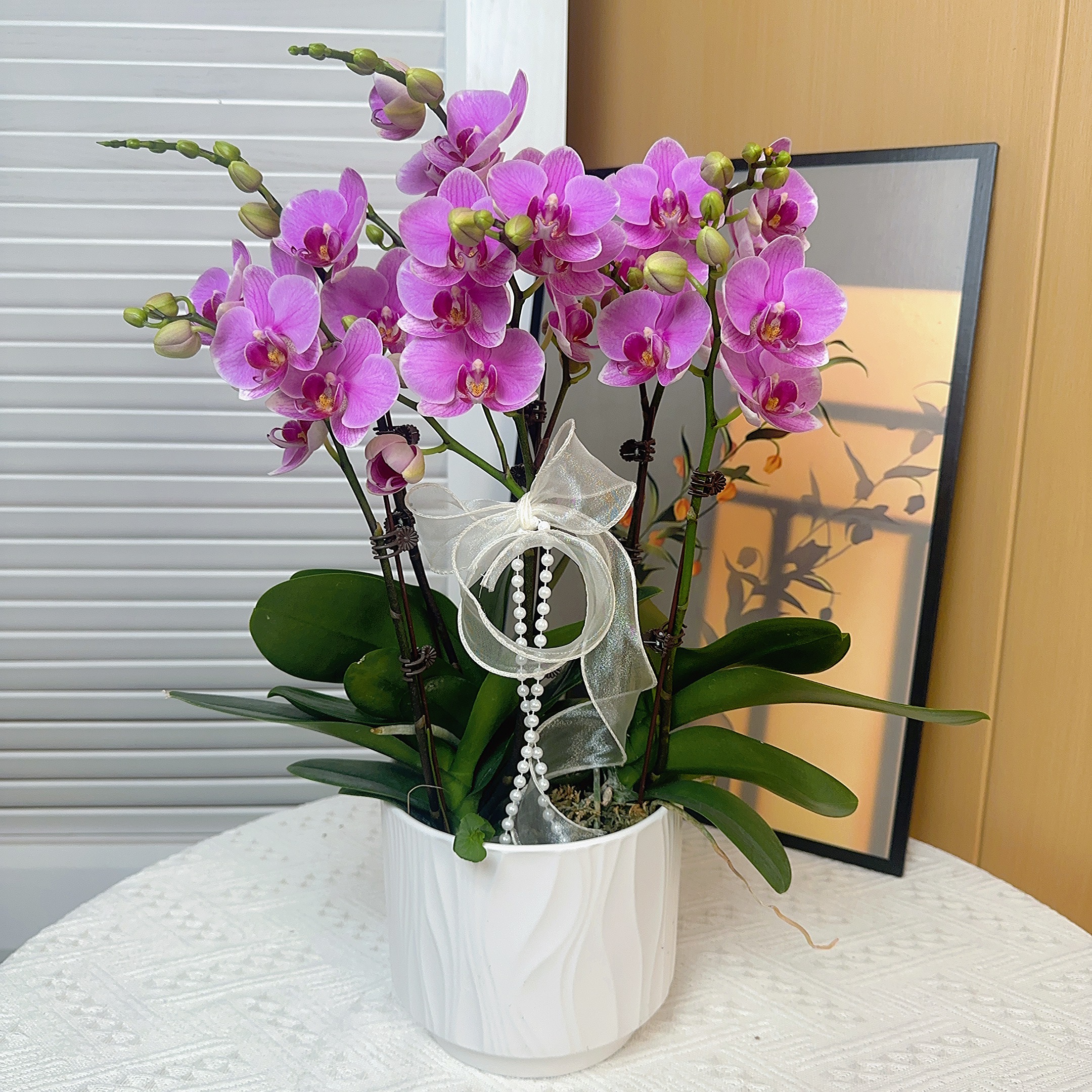 成功【紫蝶】蝴蝶兰花卉带花剑盆栽四季植物