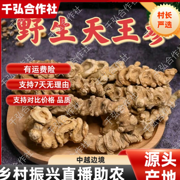 【村长严选】——天王参