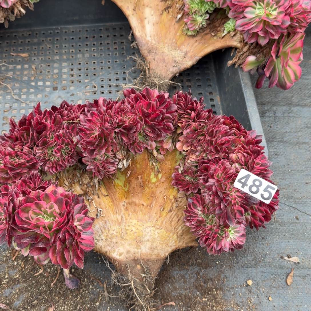 485多肉植物倾城缀