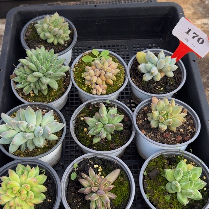 170多肉植物一物一拍