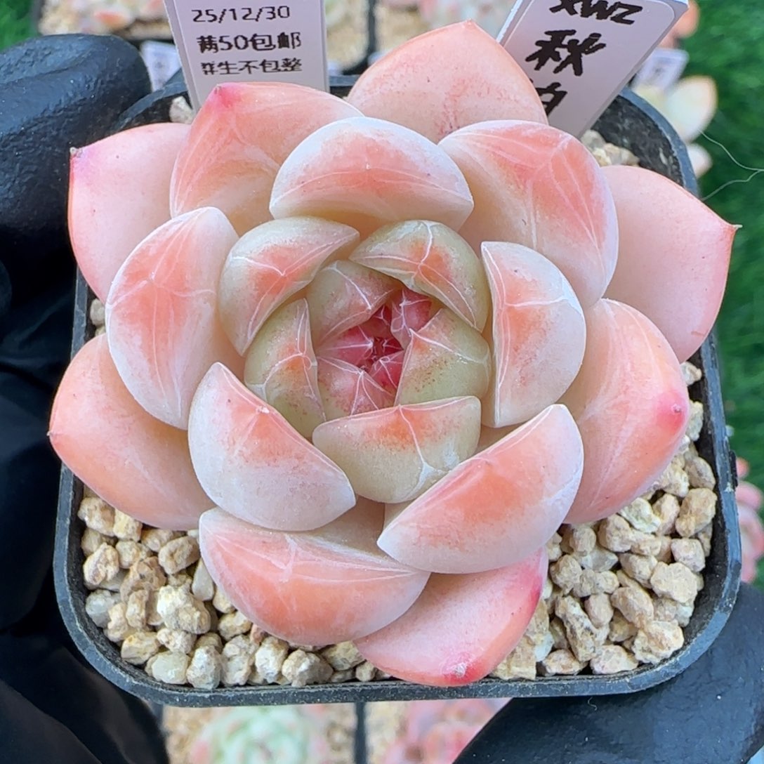 060  秋柏   5厘米盆