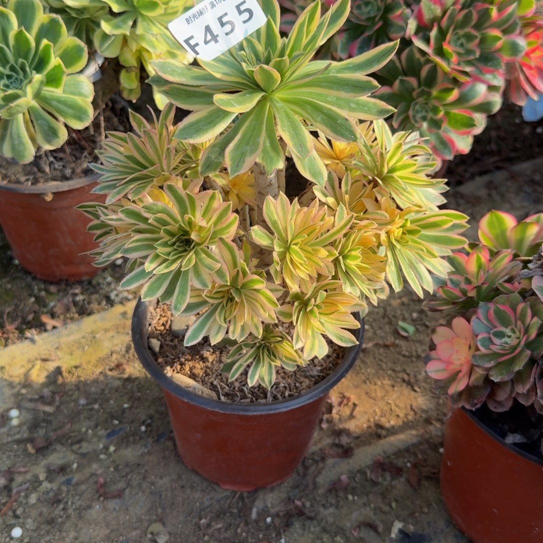 455夕颜。多肉植物