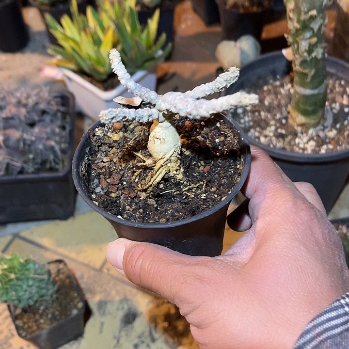 满38包邮2天凑单，脱土晾根发货多肉植物