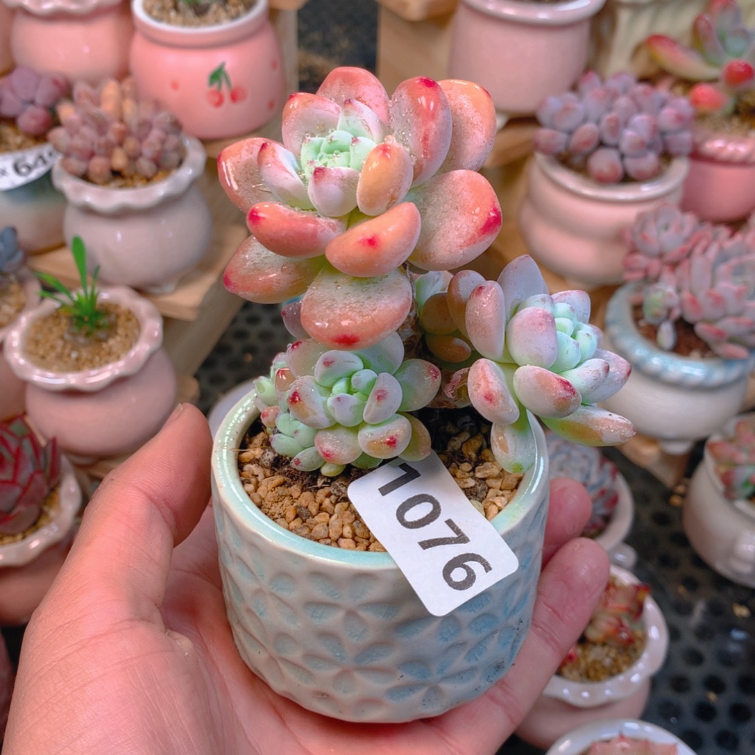 P肉萌萌5cm拇指盆精控多肉1076