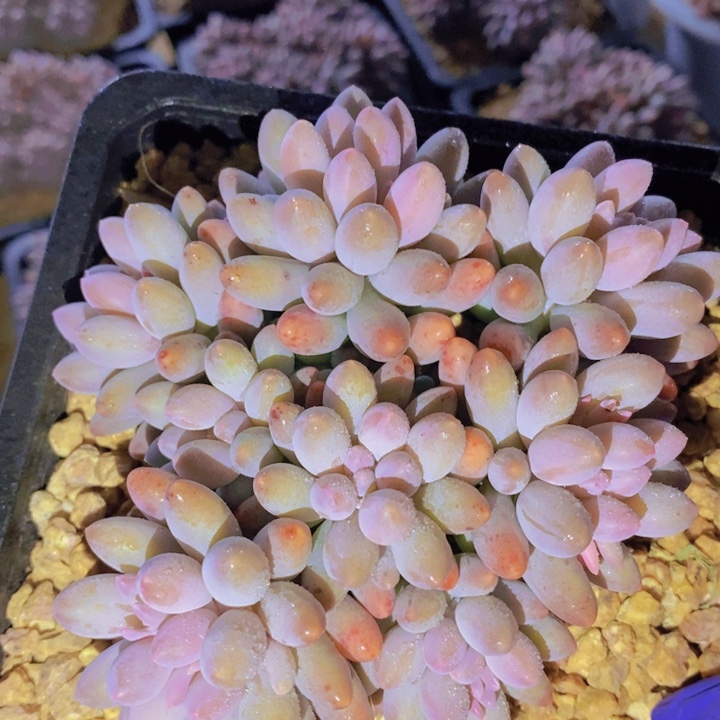 这么多都在一起吃