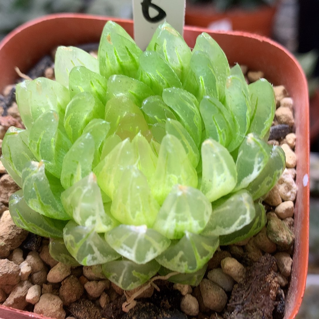 樱变女神玉露锦带盆土发货