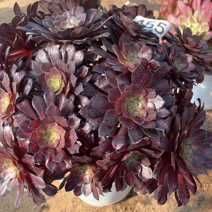 455多肉植物黑铜中斑