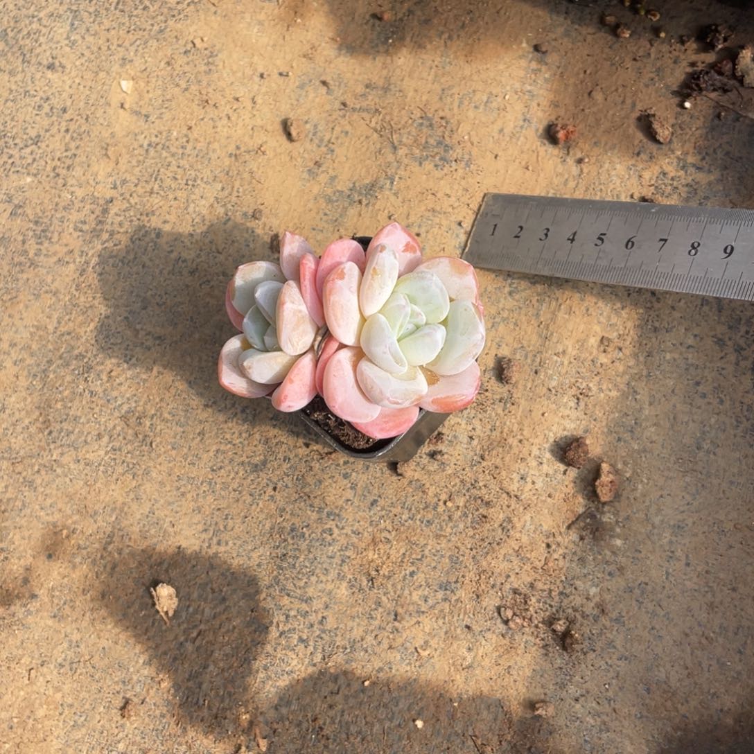 紫***儿不知名冠幅7 公分一物一拍