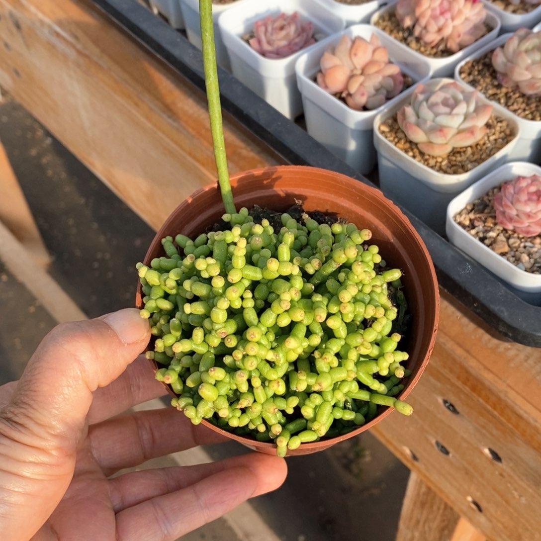 精品多肉一物一拍99