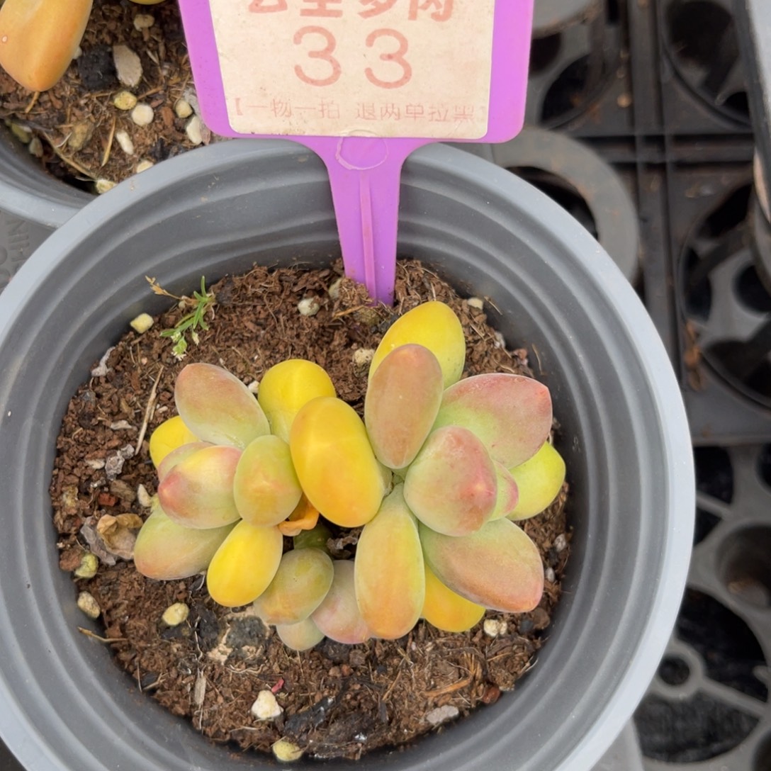 云尘多肉一物一拍33，